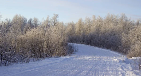 Arbres Plantes Hiver — Photo