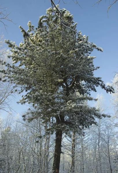 Зимові Дерева Рослини — стокове фото