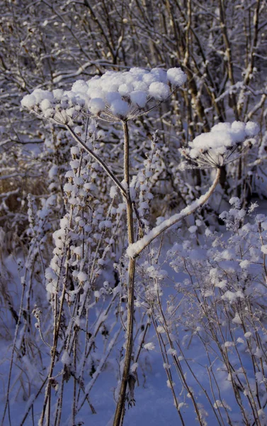 Árvores Plantas Inverno — Fotografia de Stock