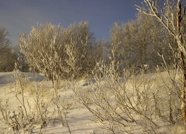 Зимові Дерева Рослини — стокове фото