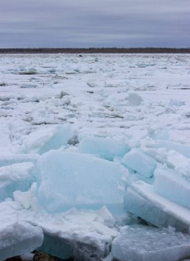 Bahar geldi, olacak buz erime ve yakında tüm doğa yaşam için gelecek.