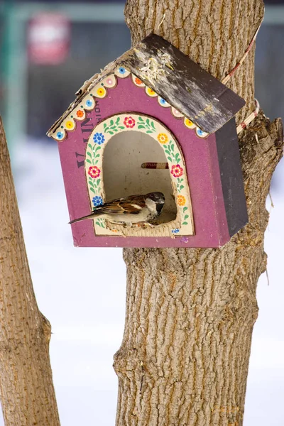 Les Maisons Hiver Pour Les Oiseaux — Photo