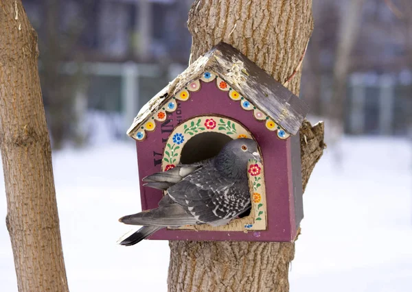 Kış Kuşlar Için Evler — Stok fotoğraf