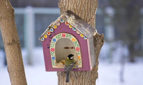 Las Casas Invierno Para Los Pájaros — Foto de Stock