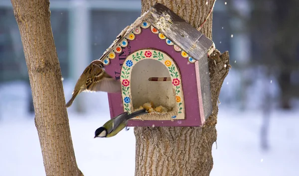 Las Casas Invierno Para Los Pájaros — Foto de Stock