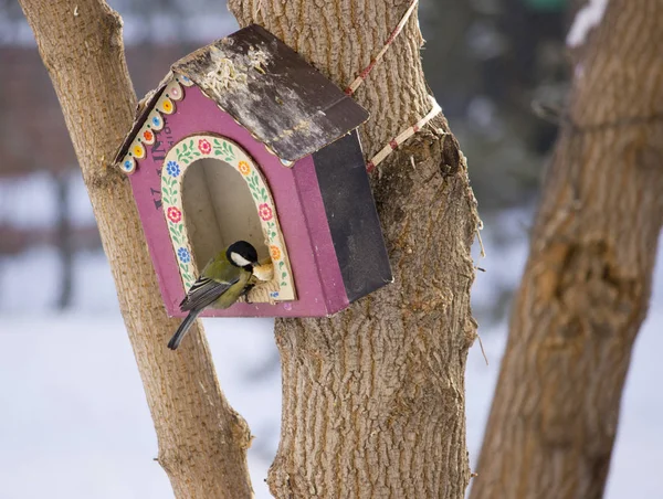Las Casas Invierno Para Los Pájaros — Foto de Stock