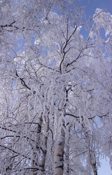 Árvores Estavam Cobertas Neve Macia — Fotografia de Stock
