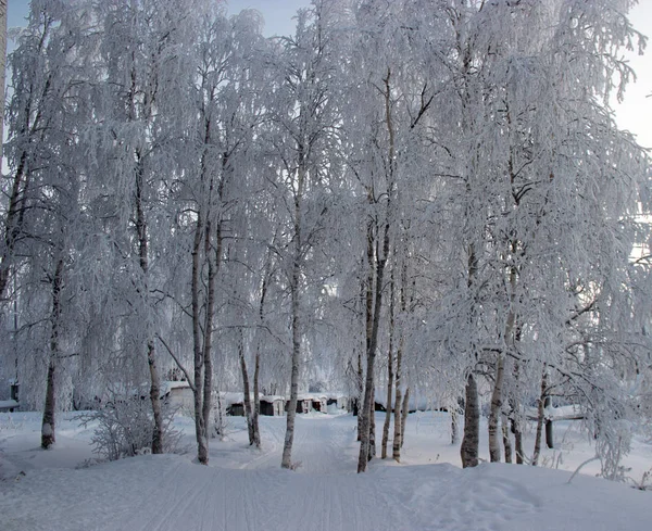 Die Bäume Waren Mit Flauschigem Schnee Bedeckt — Stockfoto