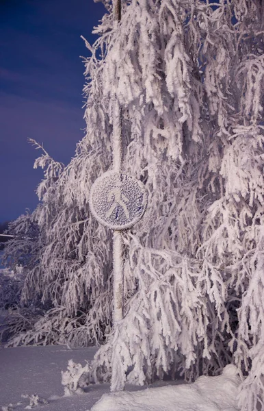 Les Arbres Étaient Couverts Neige Duveteuse — Photo