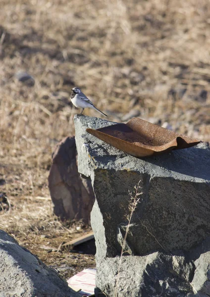 Pájaro Sobre Piedra — Foto de Stock