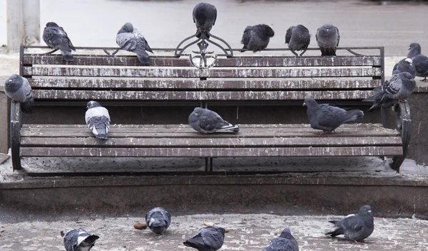 Gołębie Ławce City Park — Zdjęcie stockowe