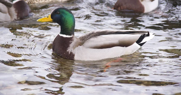 Gente Alimenta Patos Río —  Fotos de Stock