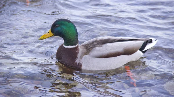 Menschen Füttern Enten Auf Dem Fluss — Stockfoto