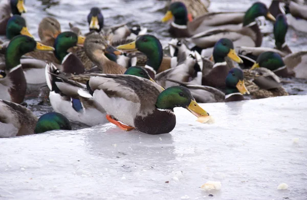 Menschen Füttern Enten Auf Dem Fluss — Stockfoto