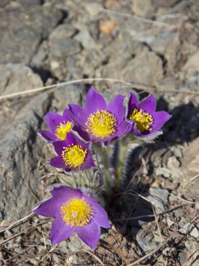 İlk bahar çiçekleri.