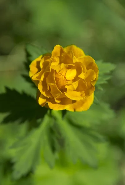 Hegyi növény Trollius. — Stock Fotó