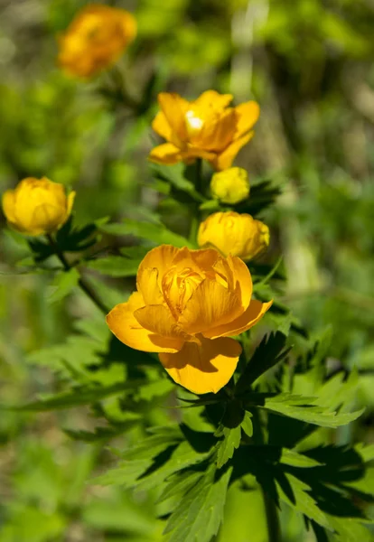 Hegyi növény Trollius. — Stock Fotó