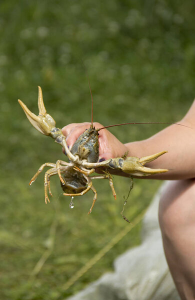 Рак реки в руке
.