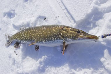 kar üzerinde yatan taze yakalandı Pike
