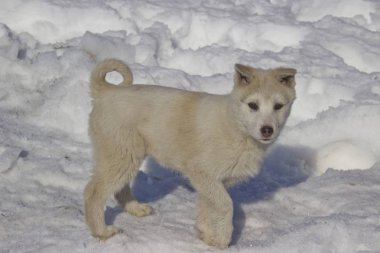 Puppy Batı Siberian Laika. Kuzey orman bölgesinin avcılık köpekler Breed.