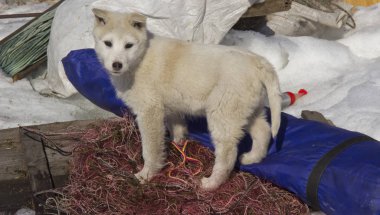 Puppy Batı Siberian Laika. Kuzey orman bölgesinin avcılık köpekler Breed.