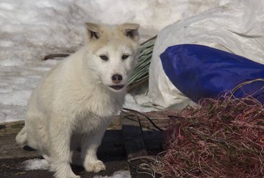 Puppy Batı Siberian Laika. Kuzey orman bölgesinin avcılık köpekler Breed.
