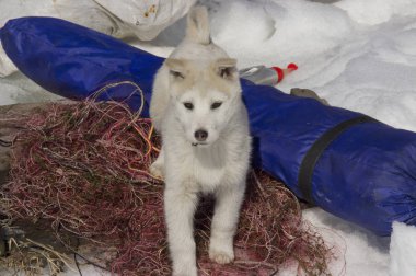Puppy Batı Siberian Laika. Kuzey orman bölgesinin avcılık köpekler Breed.