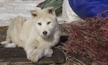 Puppy Batı Siberian Laika. Kuzey orman bölgesinin avcılık köpekler Breed.