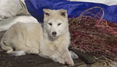Puppy Batı Siberian Laika. Kuzey orman bölgesinin avcılık köpekler Breed.