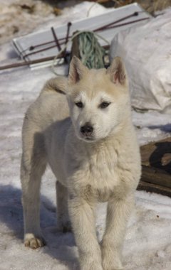 Puppy Batı Siberian Laika. Kuzey orman bölgesinin avcılık köpekler Breed.
