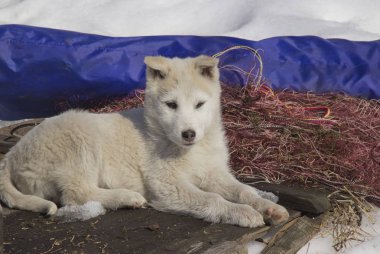 Puppy Batı Siberian Laika. Kuzey orman bölgesinin avcılık köpekler Breed.