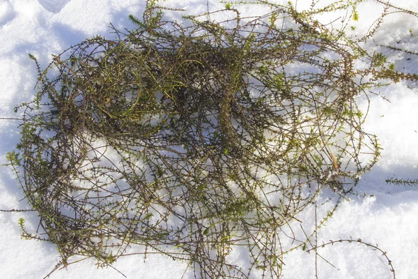 Rivier algen verhoogd van de bodem in de sneeuw — Stockfoto