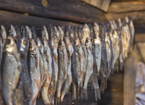 햇볕에 말린 소금 생선 — 스톡 사진