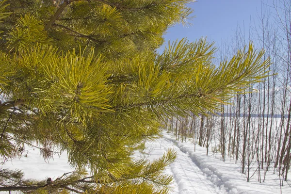 Angara pine is an evergreen coniferous tree of the pine family. — Stock Photo, Image