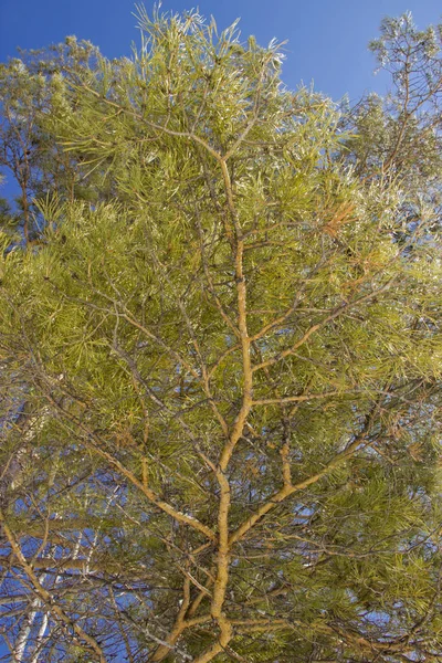 O pinheiro de Angara é uma árvore conífera perene da família dos pinheiros . — Fotografia de Stock