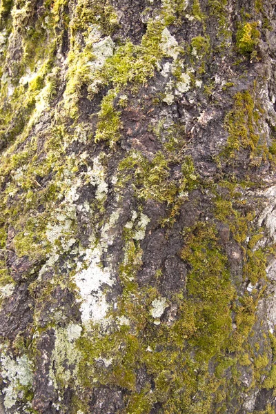 覆盖着绿苔的白木树皮的背景 — 图库照片