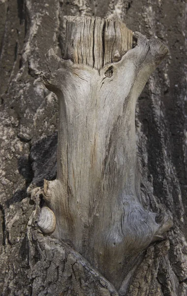 Tronco di un grande albero perenne con nodi — Foto Stock