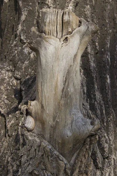 Tronco di un grande albero perenne con nodi — Foto Stock