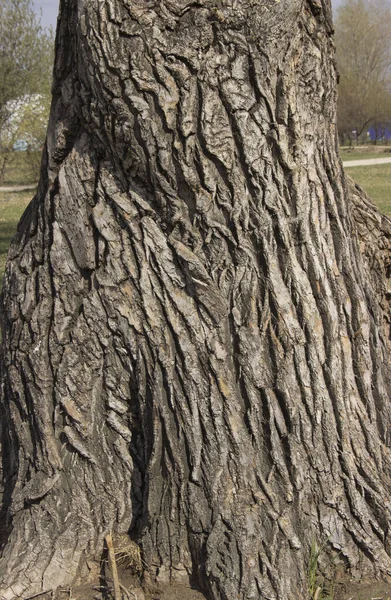 Trunk of a large, perennial tree with knots — Stock Photo, Image