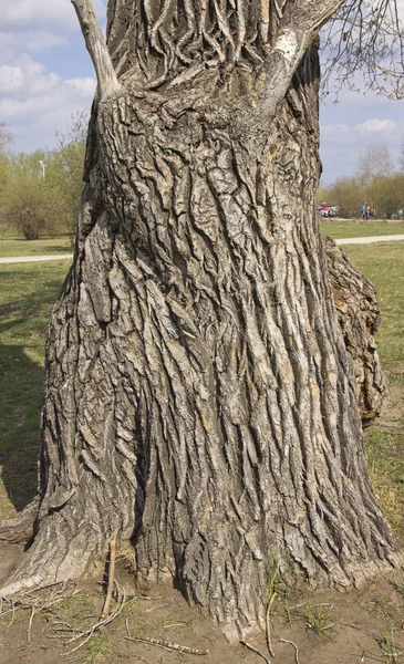 Trunchiul unui copac mare, peren, cu noduri — Fotografie, imagine de stoc