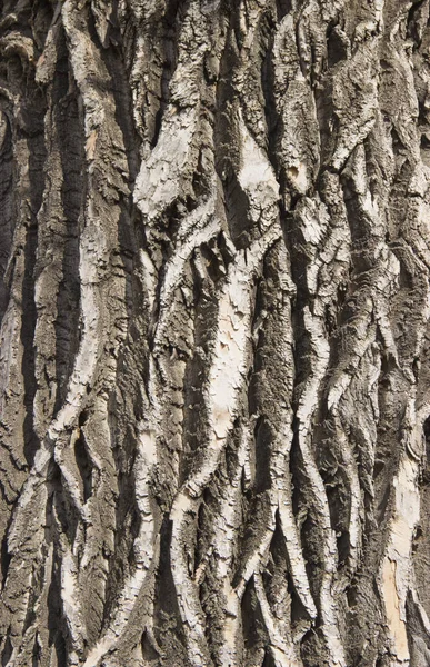 Çok yıllık bir ağacın kabuğu ilginç doku — Stok fotoğraf