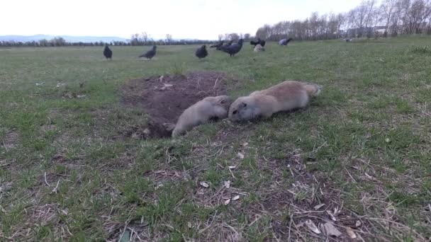 Duiven Eten Eten Met Gopher — Stockvideo