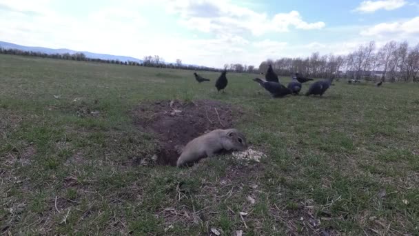 Güvercinler Gopher Ile Yemek Yemek — Stok video