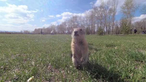 Gopher Genus Rodents Squirrel Family Gopher Known His Habit Standing — Stock Video