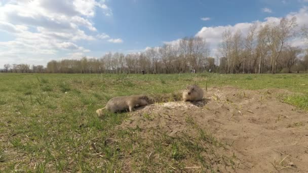 Gopher Gênero Roedores Família Esquilo Dois Gophers Comem Alimento Perto — Vídeo de Stock