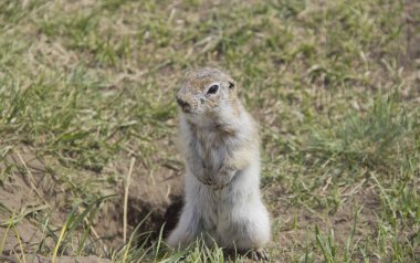 Sincap ailesinin Gopher cinskin kemirgenler. Gopher ayağa kalkma alışkanlığı ile bilinir, bu araştırma eylemi bir tür.