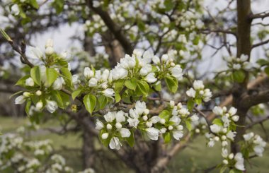 Elma dalları ilkbaharda beyaz çiçeklerle kaplı