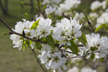Elma dalları ilkbaharda beyaz çiçeklerle kaplı