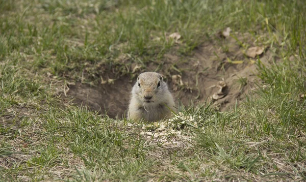 松鼠家族的鼠类。在草地上靠近洞穴的地松鼠. — 图库照片