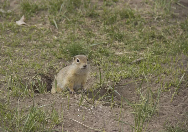 Gopher genus  rodents of the squirrel family. Ground squirrel near its burrow on a meadow. — Stock Photo, Image